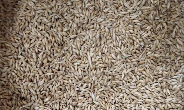 Насіння озимого ячменю Дев'ятий Вал - фото № 1