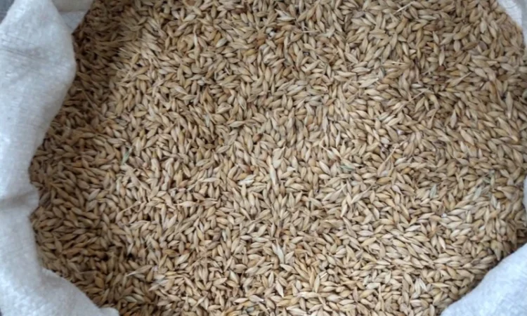 Насіння озимого ячменю Дев'ятий Вал - фото № 2