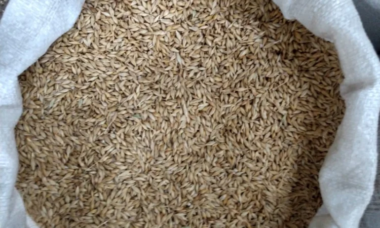 Насіння озимого ячменю Дев'ятий Вал - фото № 3