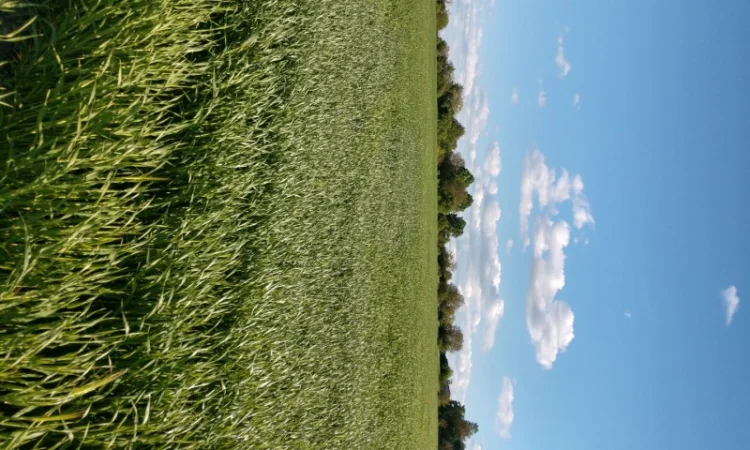 Насіння озимого ячменю Дев'ятий Вал - фото № 4