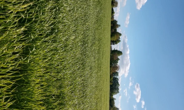 Насіння озимого ячменю Дев'ятий Вал - фото № 5