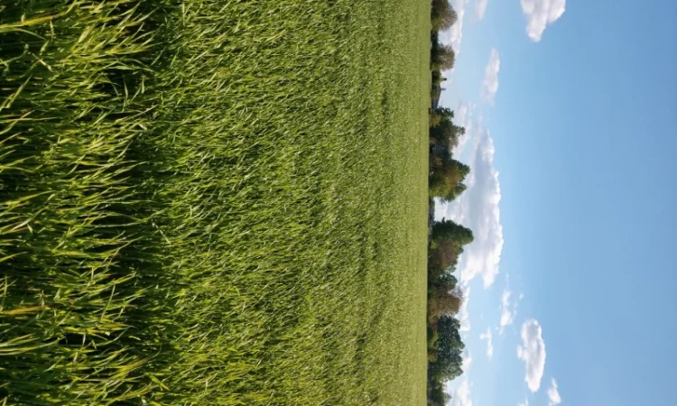 Насіння озимого ячменю Дев'ятий Вал - фото № 6