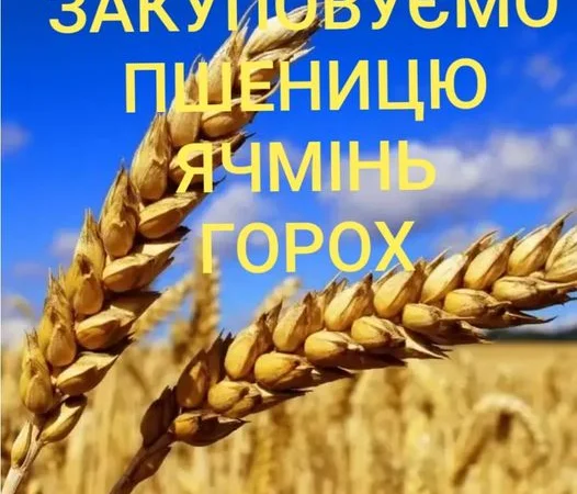 Куплю ячмінь ярий - фото № 1