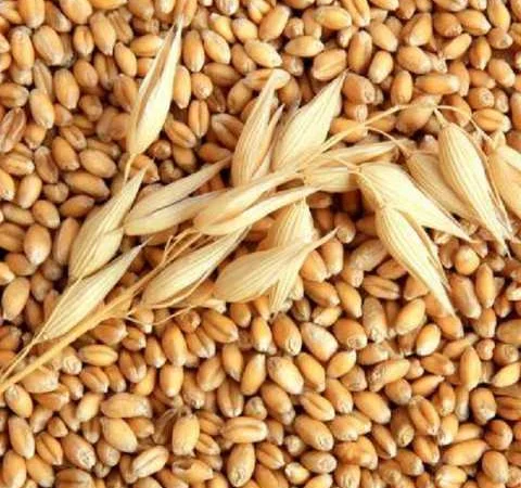 Куплю ячмінь - фото № 1