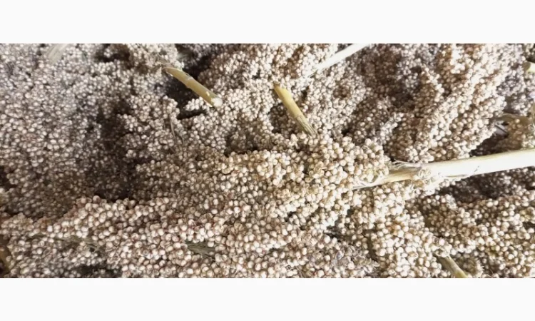 Зерно сорис - фото № 1