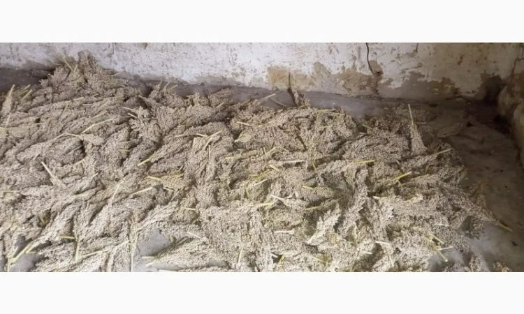 Зерно сорис - фото № 2