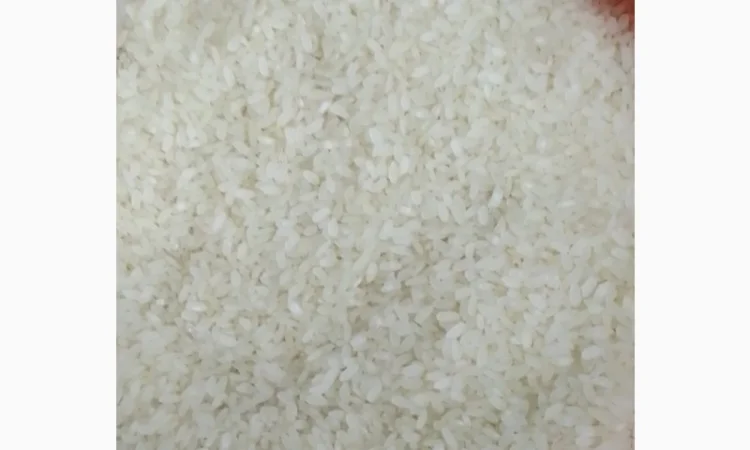 Рис Камолино - фото № 2