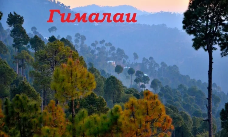 Продам оригинальный гималайский рис басмати - фото № 6