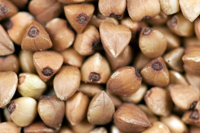 Семена гречихи сорт ДЕВЯТКА 1 репрод - фото № 1