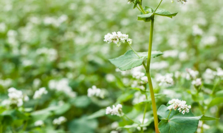 Пропонується гречка сорту Гренбі "Канада" - фото № 2