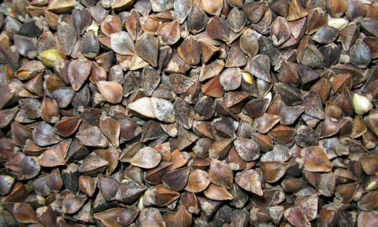 Закупаем гречиху по договорной цене - фото № 1