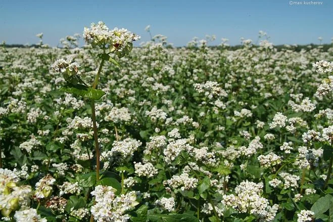 Закуповуємо гречку на переробку - фото № 2
