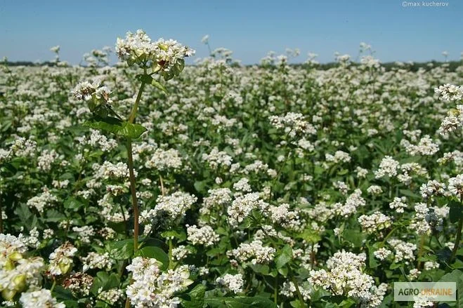 Насіння гречки Дікуль та інші сорти - фото № 2