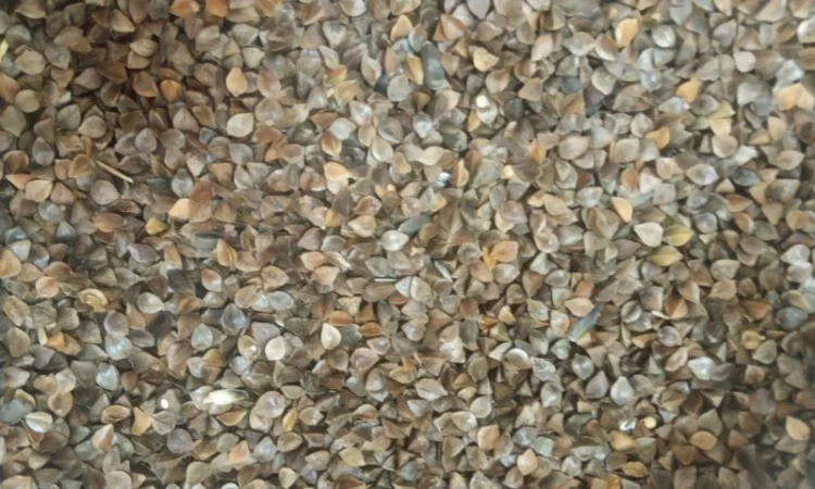 Продаю насіння гречки для посева - фото № 1