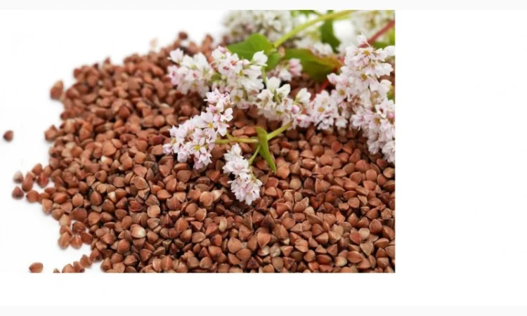 Насіння гречки на продаж - фото № 1