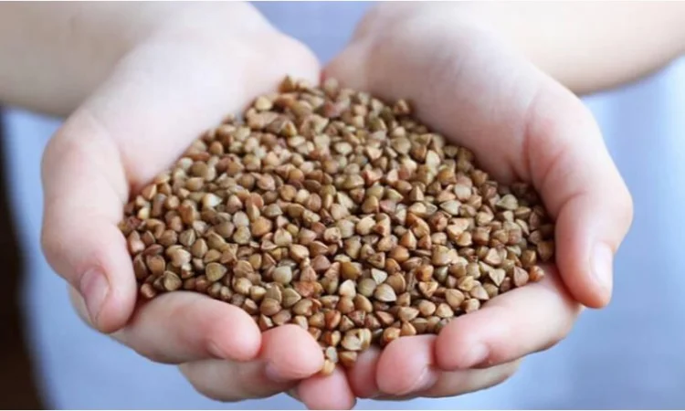 Оптовий продаж зерна гречки - фото № 1