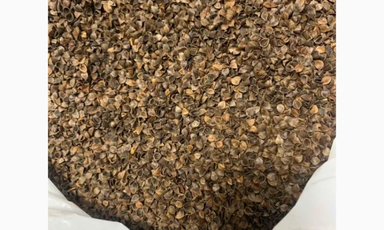 Лушпиння з гречки трилиста - фото № 1