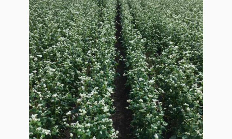 Канадські насіння гречки сорту Гренбі на продаж - фото № 1