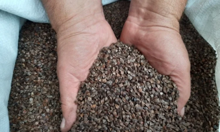 Гречка врожай 2024 на продажу - фото № 1