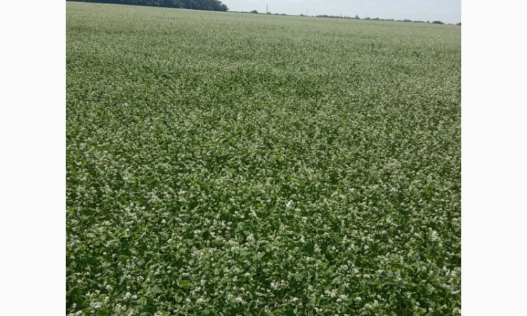 Гречка сорт Дев'ятка на продажу - фото № 1