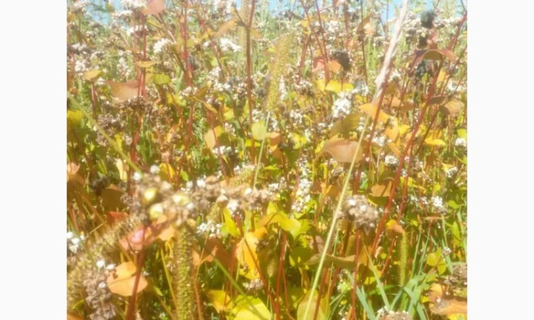 Гречка сорт Дев'ятка на продажу - фото № 2