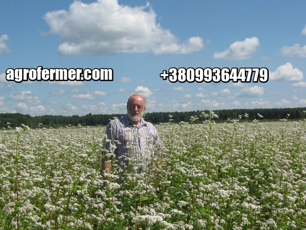 Насіння гречки PENNY, високоврожайний сорт - фото № 1