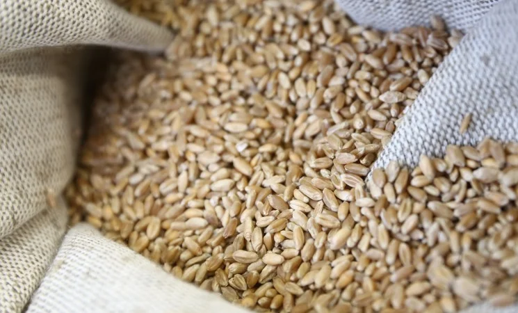 Куплю зерновідходи. Куплю некондицію с.г культур - фото № 1