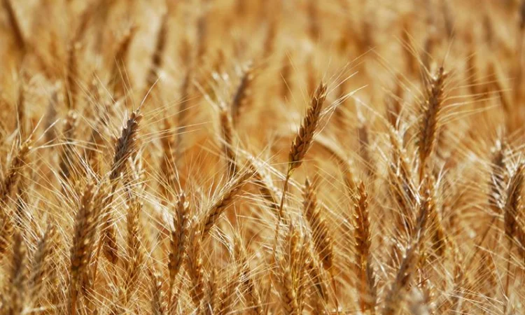 Куплю зерноотходы, некондицию. Самовывоз - фото № 1