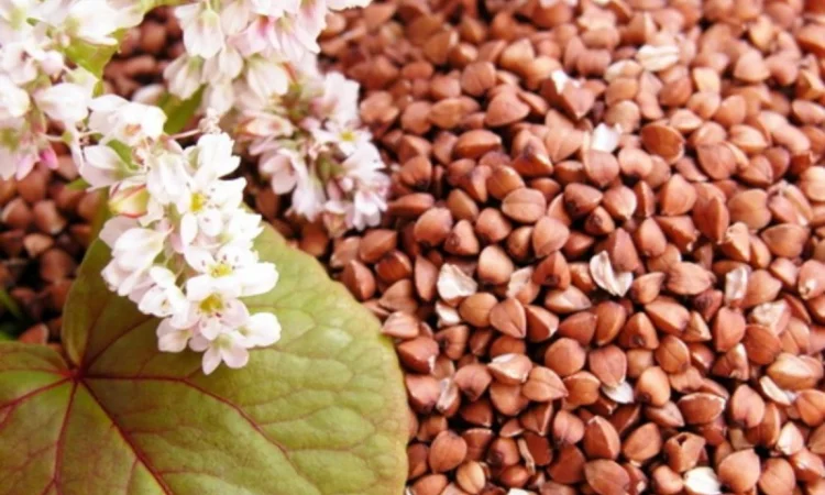 Гречка для продажу - фото № 1