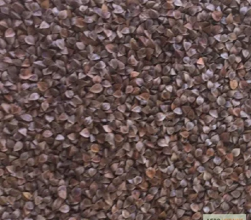 Закупівля гречки для переробки - фото № 1