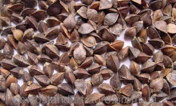 Семена Канадской гречихи Гранби нового урожая - фото № 1