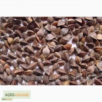 Продаж Насіння гречки Гранбі - фото № 1