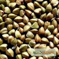 Продам насіння гречки - фото № 1