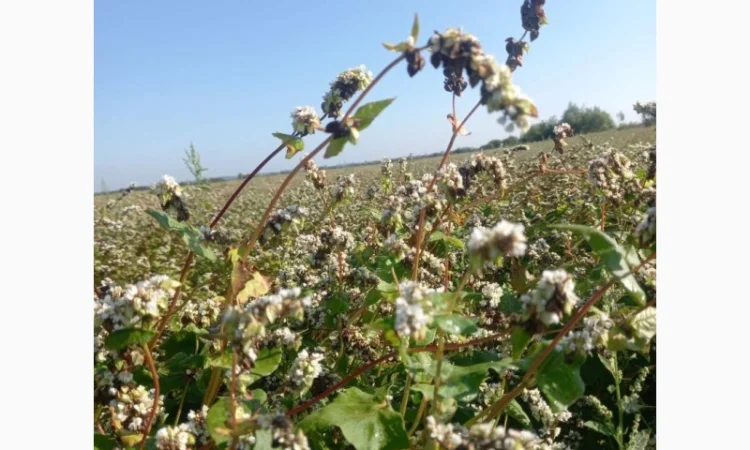 Пропонується насіння гречки Софія - фото № 1