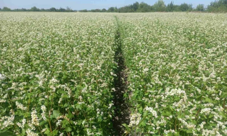 Пропонується насіння гречки Софія - фото № 2