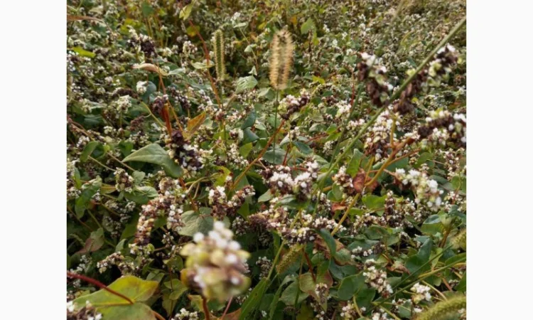 Пропонується насіння гречки Софія - фото № 3