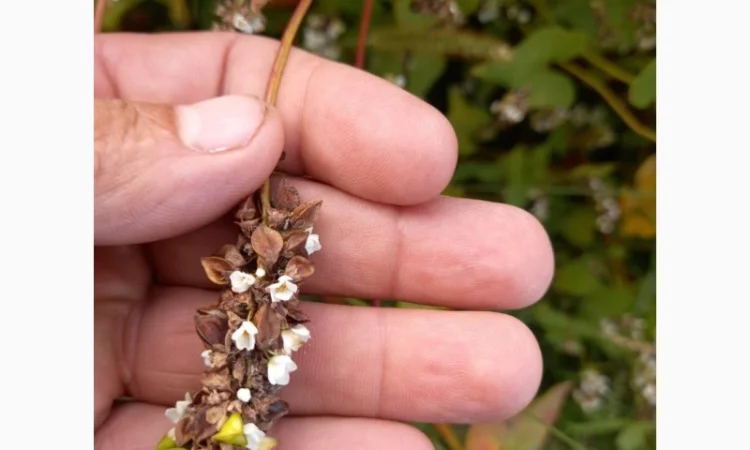 Пропонується насіння гречки Софія - фото № 4