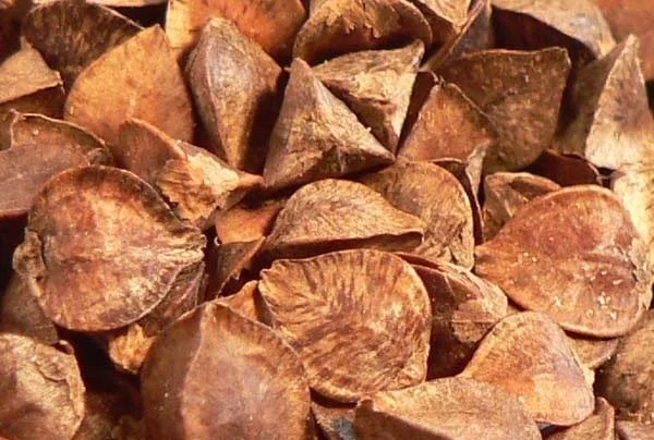 Закупівля гречки в Полтаві - фото № 1