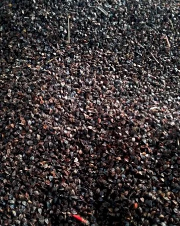 Куплю зерно гречки - фото № 1