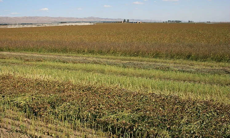 По хорошей цене купим у вас Гречиху, предоставляем транспорт - фото № 1