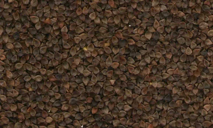 Закупівля зерна гречки - фото № 1