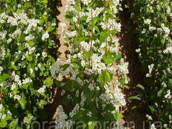 Семена гречихи сорта Дикуль - фото № 1