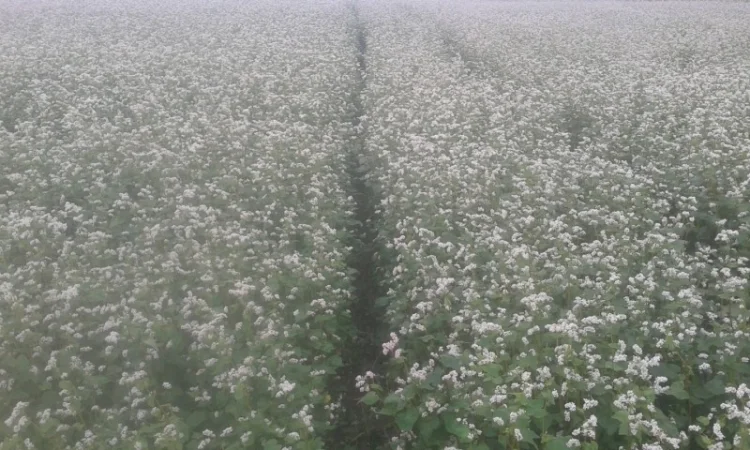 Продажа насіння гречки сорту АРНО - фото № 1