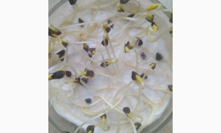 Гречка посівна бджолозапильна в наявності - фото № 4