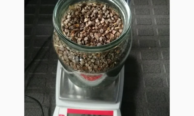 Закупівля зерна гречки на переробку - фото № 1