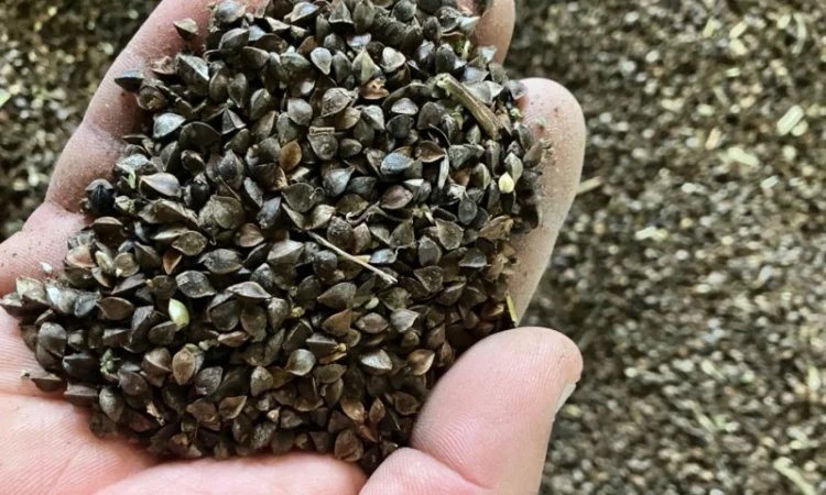 Гречка, сорт Арно ~7-8тонн - фото № 1