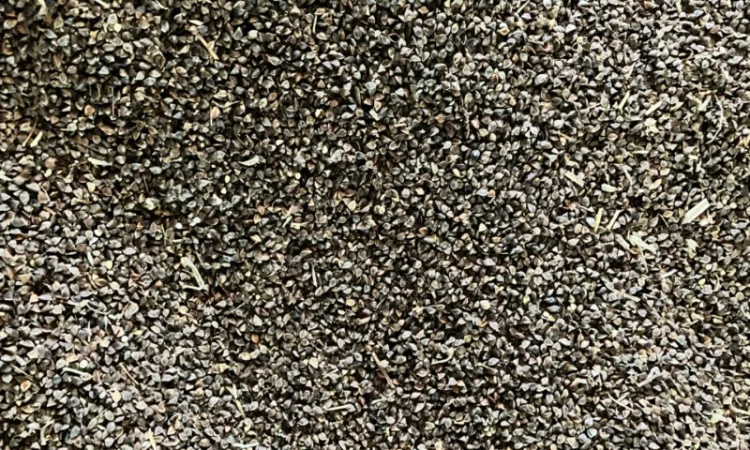 Гречка, сорт Арно ~7-8тонн - фото № 4