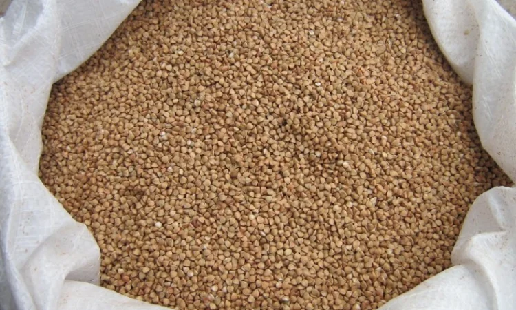 Гречка, крупа гречана в мішках 50 кг - фото № 1