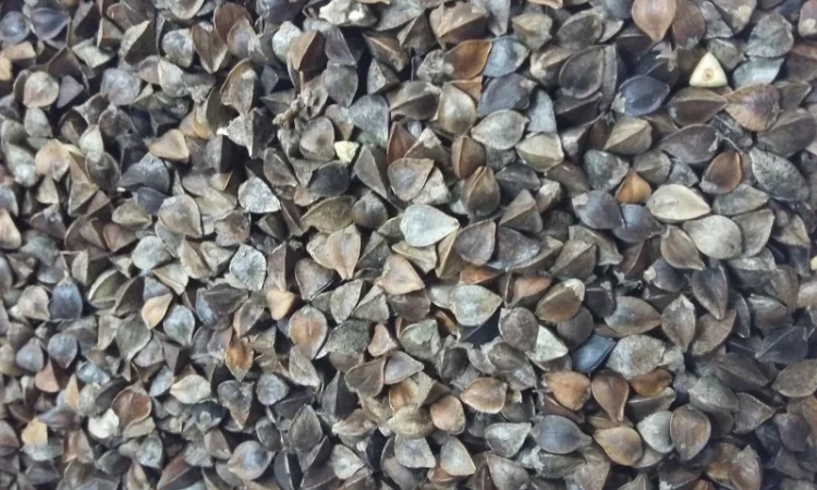 Куплю гречку по хорошей цене - фото № 1