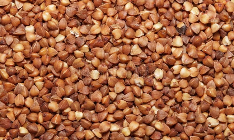 Продаж трансгенного сорту гречки FLORIDA - фото № 2